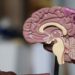cerebro humano