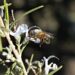 Abeja