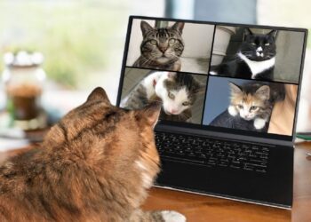 gatos