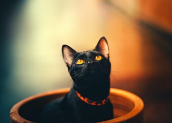 gatos negros