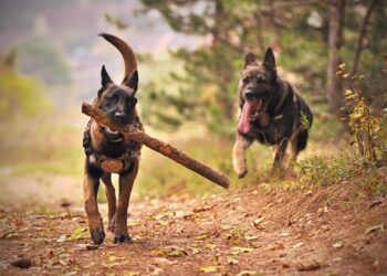perros