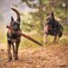 perros