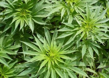 Plantaciones de marihuana