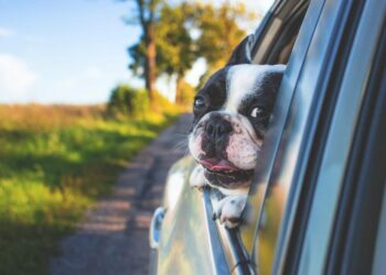 Perro asomado por ventanilla de coche