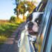 Perro asomado por ventanilla de coche