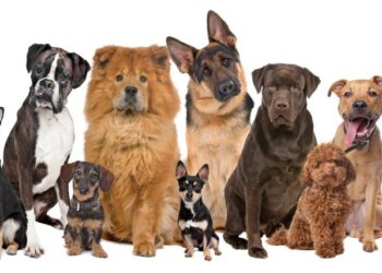razas de perros