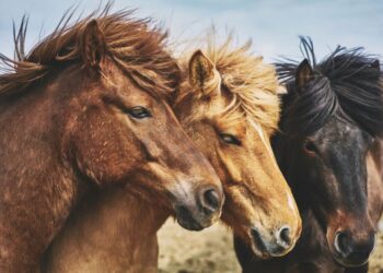 Las mejores razas de caballos del mundo