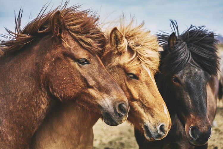 ℹ Las mejores razas de caballos del mundo