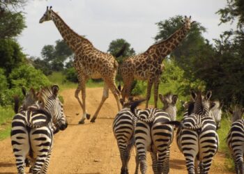 Cebras y girafas en safari