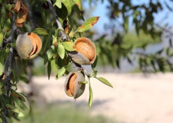 Almendro