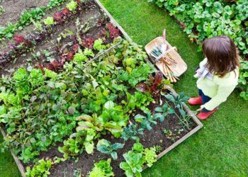 Cómo elegir los mejores productos de jardinería para tu hogar
