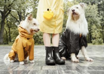 Recursos para el cuidado de los perros