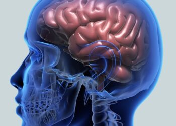 ¿Qué es el Cortex y cual es su función exacta?