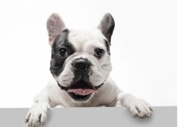 Las enfermedades parasitarias más comunes en los perros