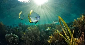 El impacto de la conservación de los océanos en nuestro futuro
