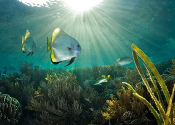 El impacto de la conservación de los océanos en nuestro futuro