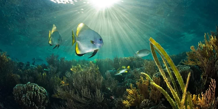 El impacto de la conservación de los océanos en nuestro futuro