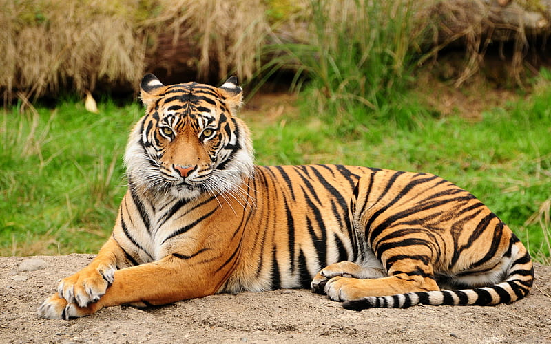 El majestuoso tigre de Bengala
