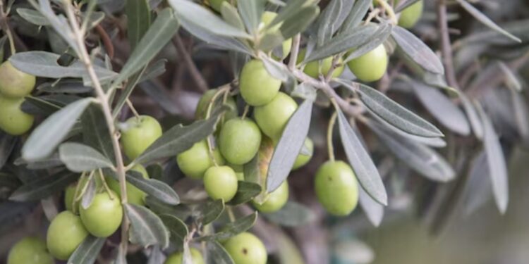 Rama olivo con olivas