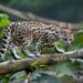 El impacto de la deforestación en los animales en extinción