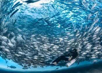 Descubriendo los misterios de la oceanografía: explorando las profundidades del océano