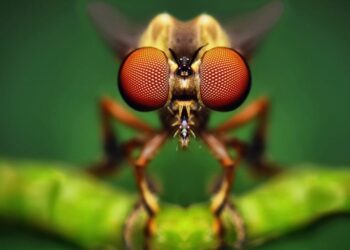 fotografías macro