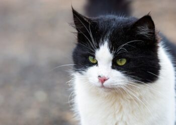 Las 10 Mejores Plataformas Para Gatos: Guía Completa de Compra y Reseñas