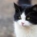 Las 10 Mejores Plataformas Para Gatos: Guía Completa de Compra y Reseñas