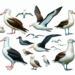 Guía Definitiva de Especies y Tipos de Albatros: Características, Hábitats y Más