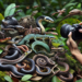 Guía Completa sobre Diferentes Especies y Tipos de Serpientes: Identificación y características