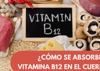 ¿Cómo se Absorbe la Vitamina B12 en el Cuerpo?