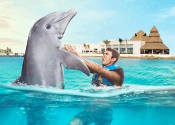 Nado con Delfines en Cozumel: Actividad imperdible para familias y parejas