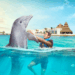 Nado con Delfines en Cozumel: Actividad imperdible para familias y parejas