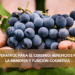 Resveratrol para el cerebro: beneficios para la memoria y función cognitiva