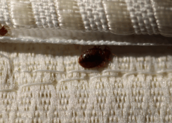 Las soluciones para chinches de la cama: Por qué necesita nebulización, pulverización y tratamientos repetidos