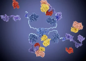 ¿Qué son los Péptidos y Cómo Funcionan?