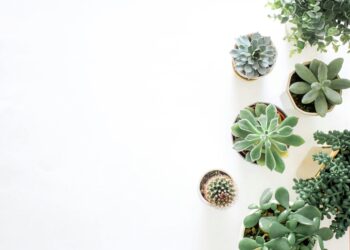 Plantas de interior decoración hogar verde tendencias interiorismo