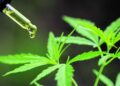 Mejores cannabis club en Barcelona