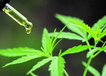 Mejores cannabis club en Barcelona