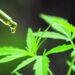 Mejores cannabis club en Barcelona
